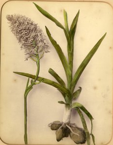 Flowers and bulb, 1870s by Pietro Guidi